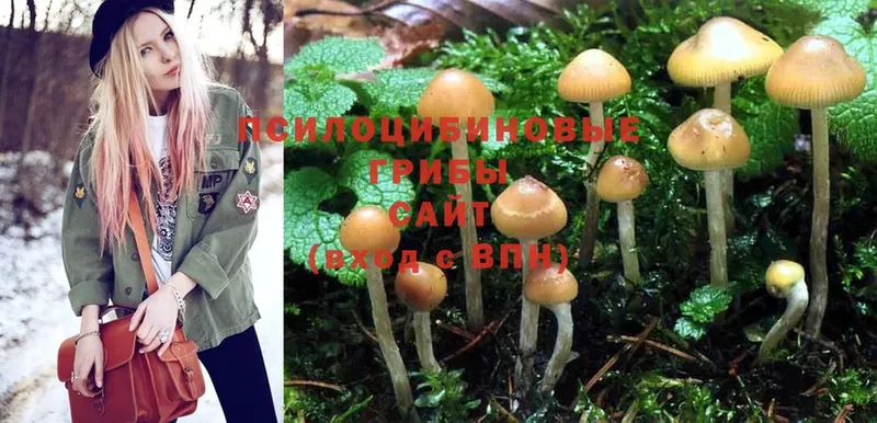 Псилоцибиновые грибы Psilocybe  Зарайск 